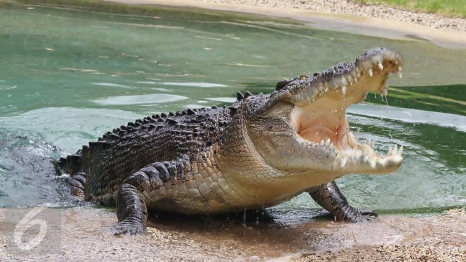 foto ilustrasi buaya